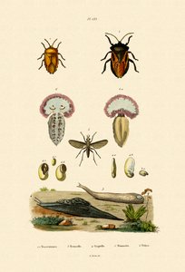 Stink Bugs